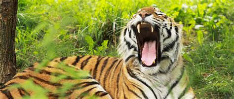Eavesdropping On Tiger Roars Can Improve Conservation