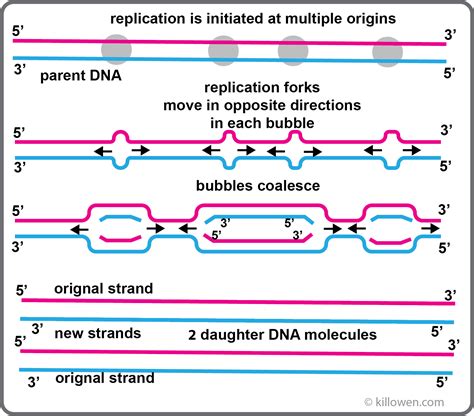 What Acts As The Template In Dna Replication