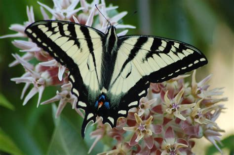 Western Tiger Swallowtail Scientific Name Papilio Rutulus Flickr