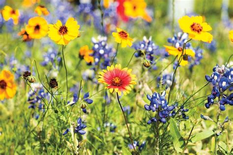 Photographers Capture Texas Spectacular Variety Of Wildflowers In