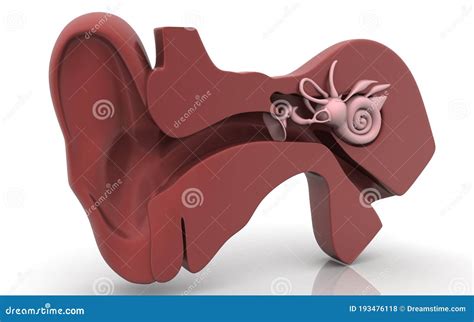 3d Illustration Of Inner Ear Cochlea In Color Background
