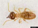 Photos of Termite Bug