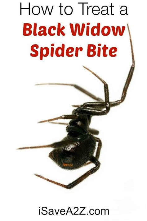 How To Treat A Black Widow Spider Bite
