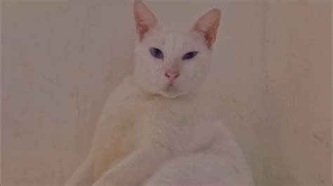 My Deaf White Cat Like Being Alone Youtube