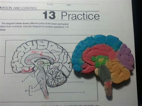 Brain Project Arte Cerebro Libro De Texto Maqueta Del Cerebro