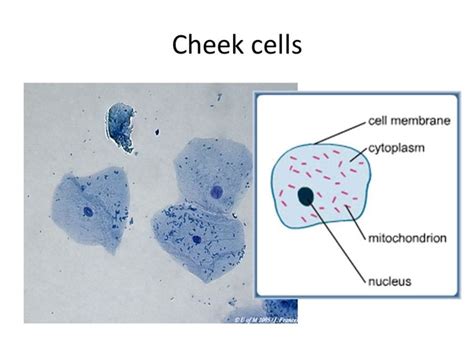 Diagram Human Cheek Cell Diagram Labeled Mydiagramonline