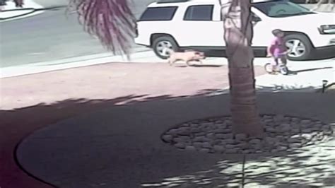 Viral Video Of The Day Cat Rescues Little Boy During Dog Attack Abc7