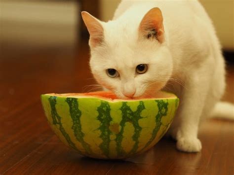 If you are having a fruity snack, then you might be tempted to give your kitty a slice or two. Can Cats Eat Watermelon? Is Watermelon Safe For Cats ...