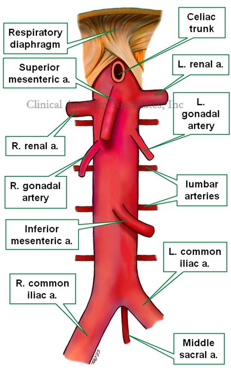 Abdominal Aorta Anatomy