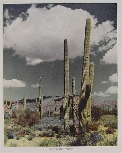 Pin By Cheryl Wood On Creation Desert Landscaping Desert Dream Saguaro
