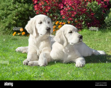 Two Golden Retriever Dogs In The Garden Stock Photo Alamy