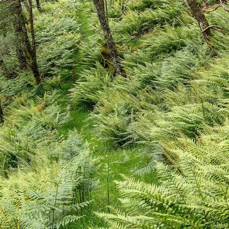Path Through The Ferns By Loch Striven Argyll And Butescotland
