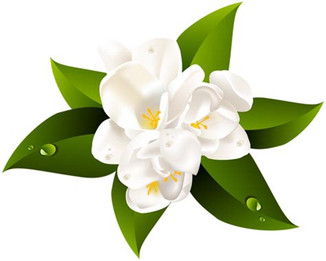 Download High Quality Flower Clipart Jasmine Transparent Png Images