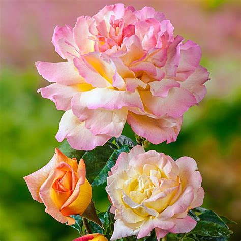 Peace Hybrid Tea Rose Roses For Planting From Gurney S