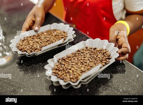 Female Worker Holding Bowls Of Coffee Beans For Tasting Stock Photo Alamy