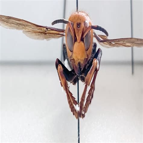 Invasive Asian Murder Hornets Pose Serious Threat To Honeybee Populations The Weather Network