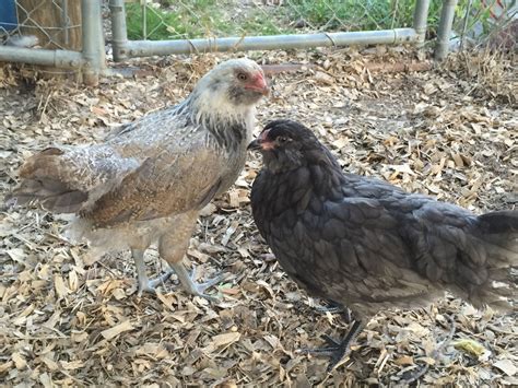 sexing 8 9week old ameraucanas backyard chickens learn how to raise chickens