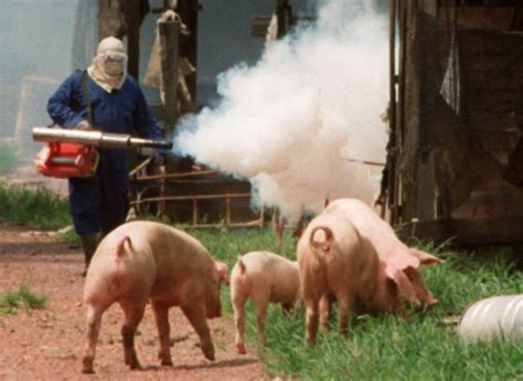 Before this virus was eradicated from domesticated swine, seropositive animals were found on approximately 5.6% of all pig farms. 5 wabak terbesar berlaku di dunia | Free Malaysia Today