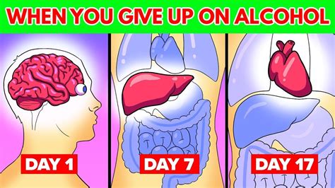 What Happens To Your Body When You Stop Drinking Alcohol Youtube