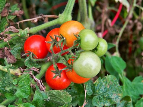 Tomatoes are fruits that are considered vegetables by nutritionists. Tell Me A Story: CHERRY TOMATOES, Fruit or Vegetable?