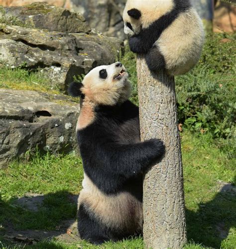 Can Pandas Climb Trees Az Animals