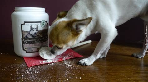 Talk to your veterinarian about the safest and most effective flea. Diatomaceous Earth For Dogs — The Best Natural Killer of ...