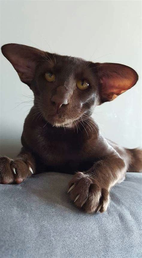 Chocolate Colored Oriental Kitteh Cat Breeds Oriental Shorthair Cats