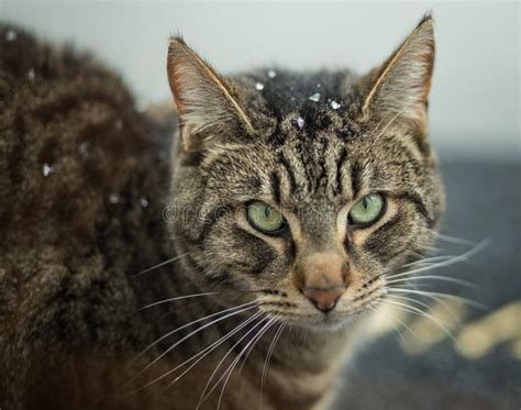 Cat With Some Snow Flakes On It S Head Stock Image Image Of Portrait