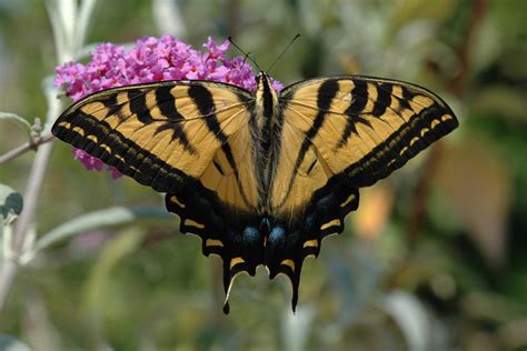 Papilio Rutulus Western Tiger Swallowtail
