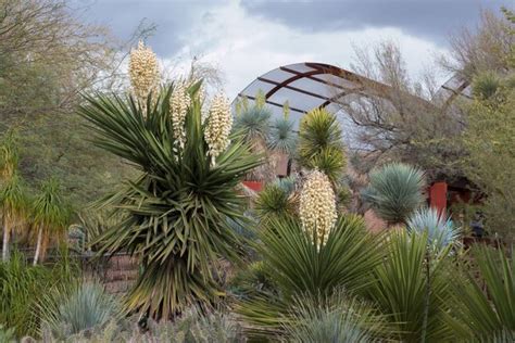 The Complete Guide To Phoenixs Desert Botanical Garden