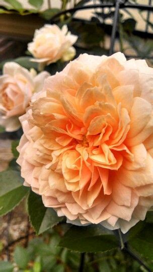 Ginger Syllabub Rose Climbing Rose Continual Blooming Amber In Color