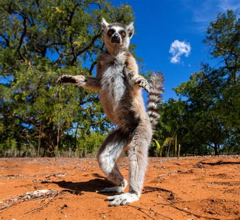 Lemurs Of Madagascar