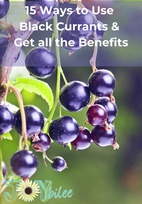 Ways To Use Black Currants And Get All The Black Currant Benefits