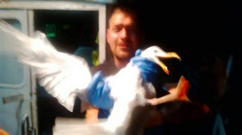 Man Photographs Himself Strangling Seagull For Facebook Post Metro News