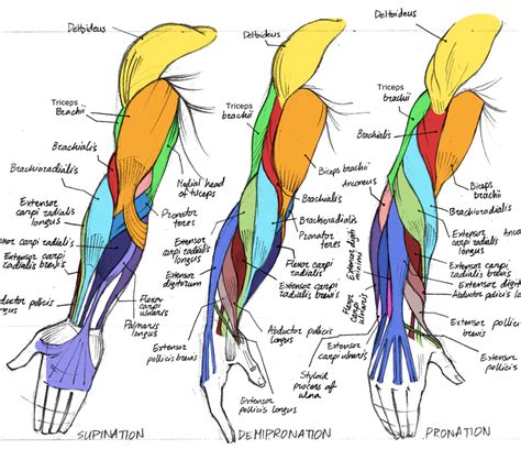 Muscle Blank Drawing Muscle Diagram Forearm Muscles A