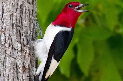 8 Woodpeckers In Michigan Pictures Bird Feeder Hub