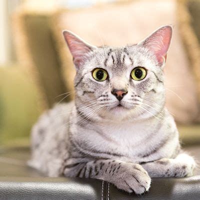 Get To Know The Egyptian Mau A Sensitive Cat With A Wild Look