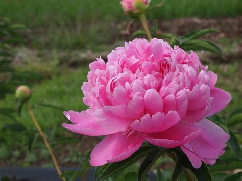 Pink Peony Peony Farm Pink Peonies Merrill Florists Rose Flowers