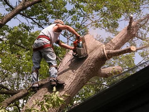 In this beginner's class, you'll. Asplundh Tree Service | Tree Service