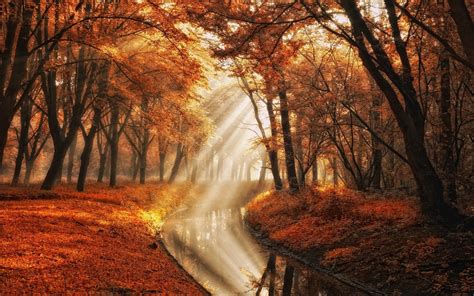 Tapety Slunečnímu Záření Stromy Krajina Les Podzim Listy