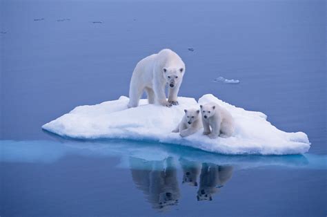 As Climate Change Melts The Ice They Need To Survive These Icons Of