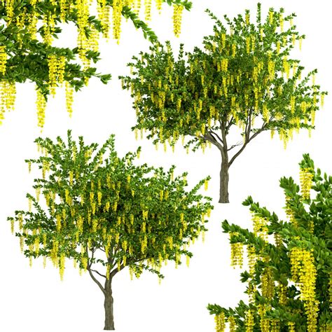 Set Of Weeping Golden Chain Trees Laburnum 3d Model For Vray