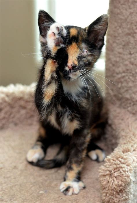50 Best Ideas For Coloring Calico Cat Breeds
