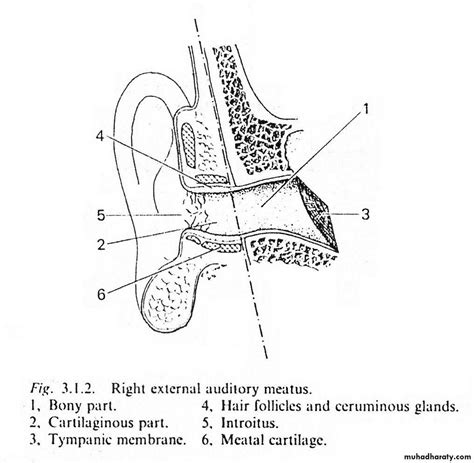 Anatomy Of External Ear Pptx د احمد محي Muhadharaty