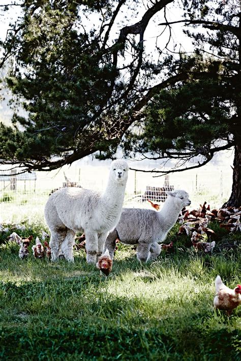 Keeping chickens: 6 simple tips to keep healthy, happy ...