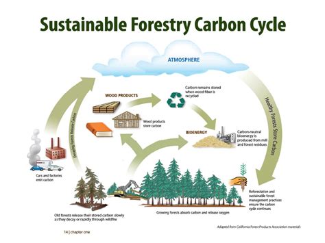 Sustainable Forestry Carbon Cycle Washington Forest Protection Association