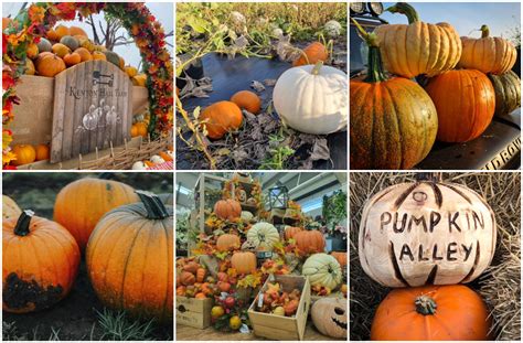 8 Places Perfect For Pumpkin Picking This Halloween The Guide Liverpool