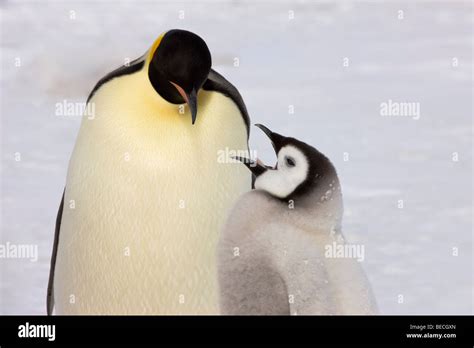 Mother Baby Emperor Penguin Hi Res Stock Photography And Images Alamy