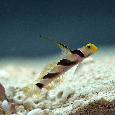 Fish Index Hi Fin Red Banded Goby