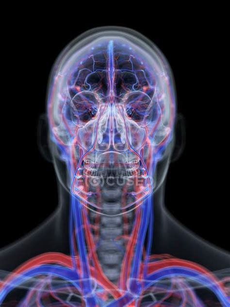 Vascular System Of Human Head Computer Illustration — Pulmonary